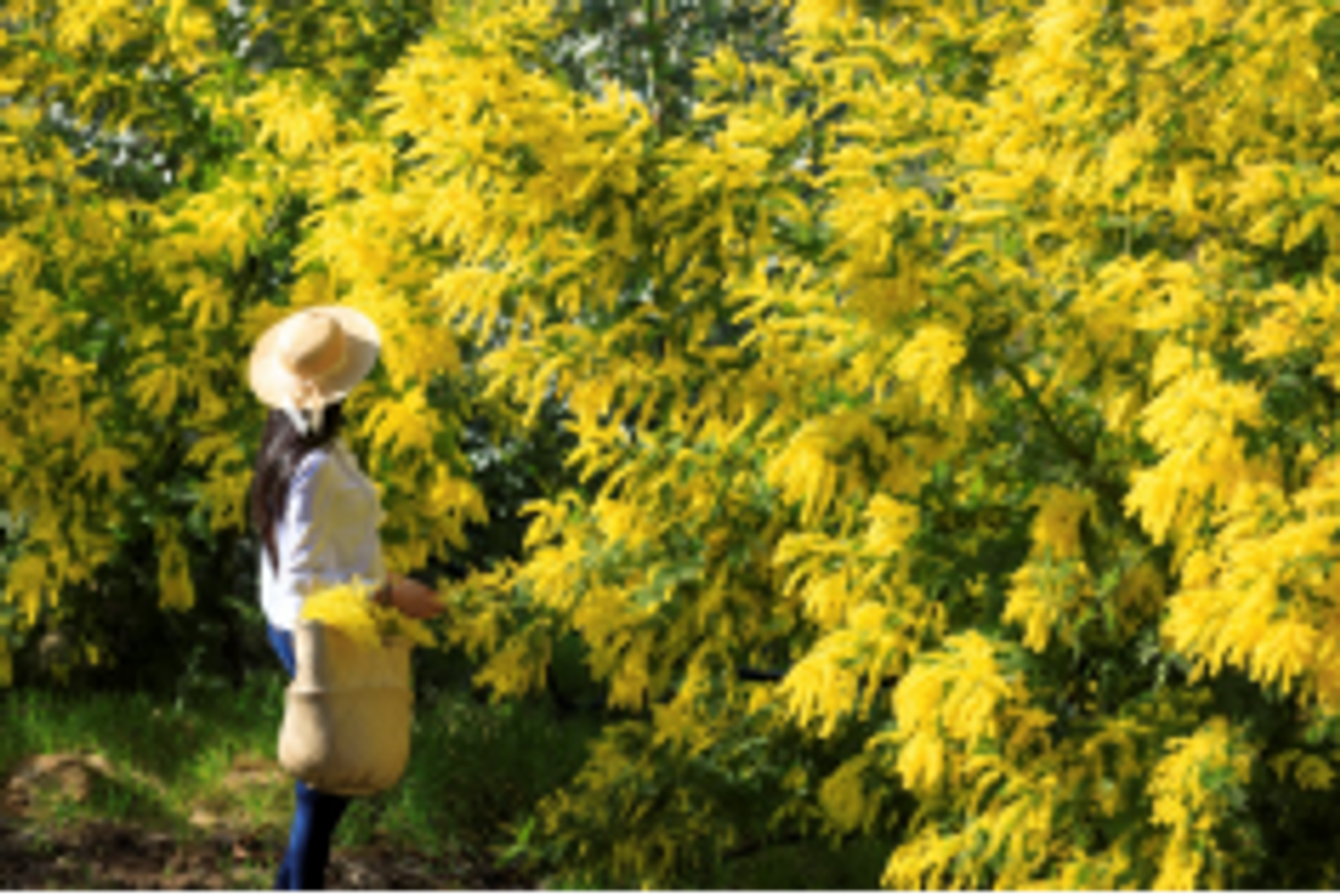 la Fête du Mimosa n’ouvrira pas la saison hivernale mais Mandelieu reste la Capitale du Mimosa !